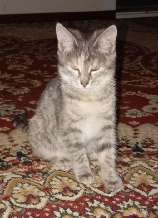 Маленький добрый котенок, девочка Дымка, ищет добрых хозяев!