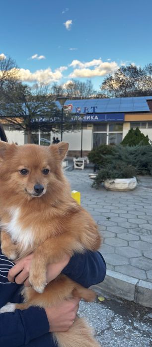 Продавам Шпиц на 2 годинки