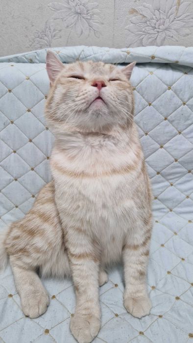 Котик-мальчик Лео ищет дом и надёжных хозяев