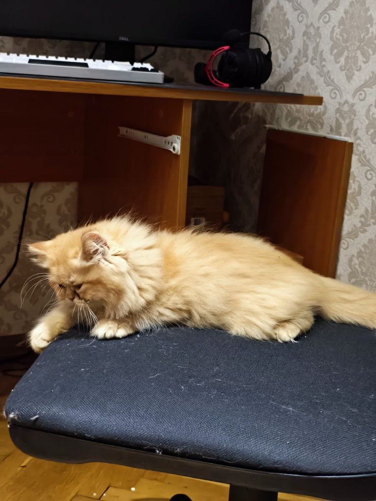 Породисто персийско мъжко коте
