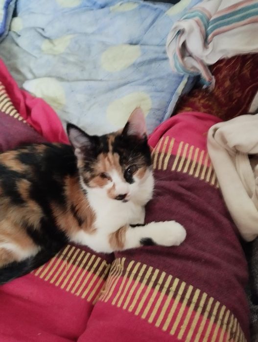 Se dau spre adopție pui de pisică