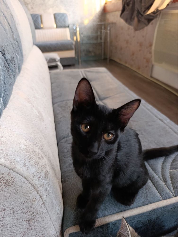 Котята (Mushukchalar) BEPUL БЕСПЛАТНО