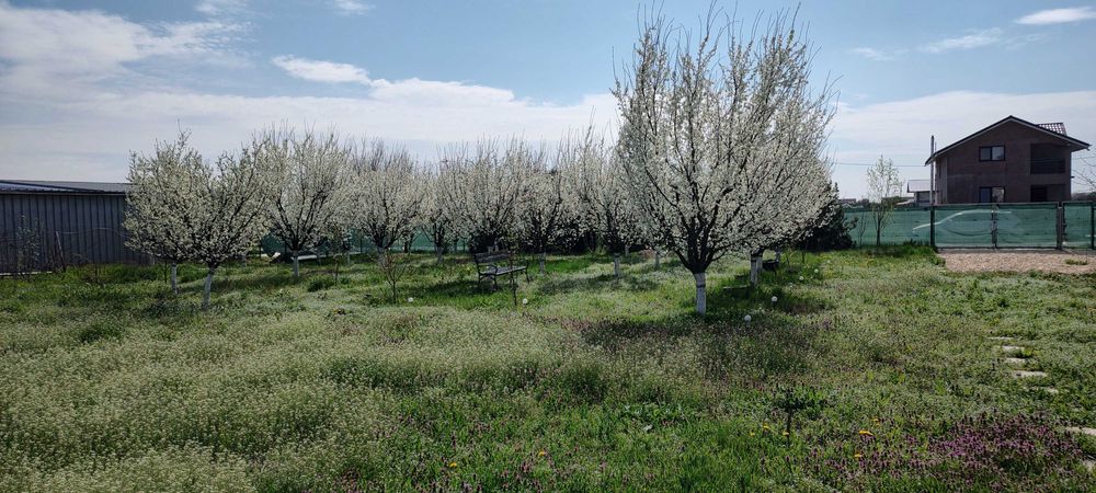 Teren intravilan 1200mp+casuta de gradina si anexe Cascioarele, Ulmi