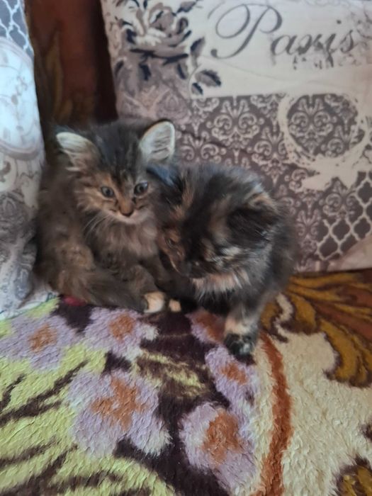 Отдам 2 милых девочек в добрые руки