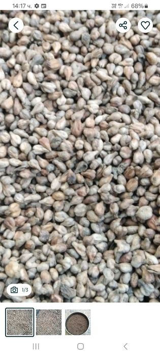 Гроздови семки. Добре изчистени. Добър антиоксидант