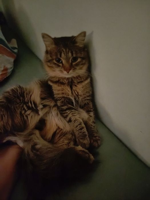 Кот ищет кошечкк