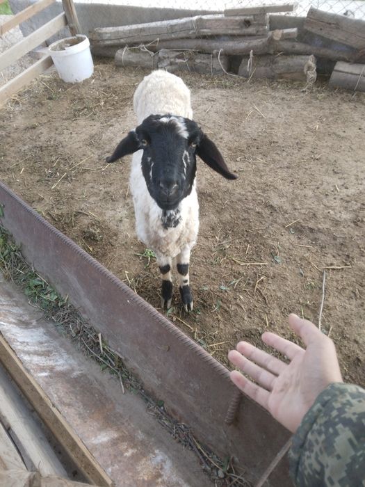 Qo'y sotiladi narxi 2milyon 400