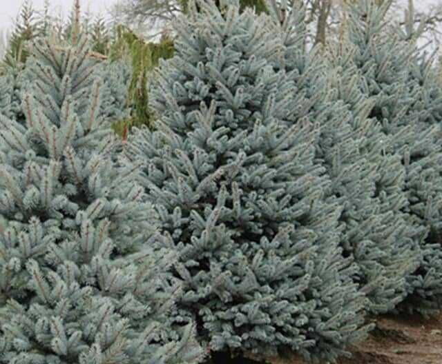 Сребристни елхи и смърчове