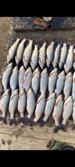 Аққайран балық сатылады,рыба штук 250 или кг 650