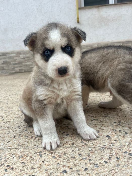 pui de husky 100€