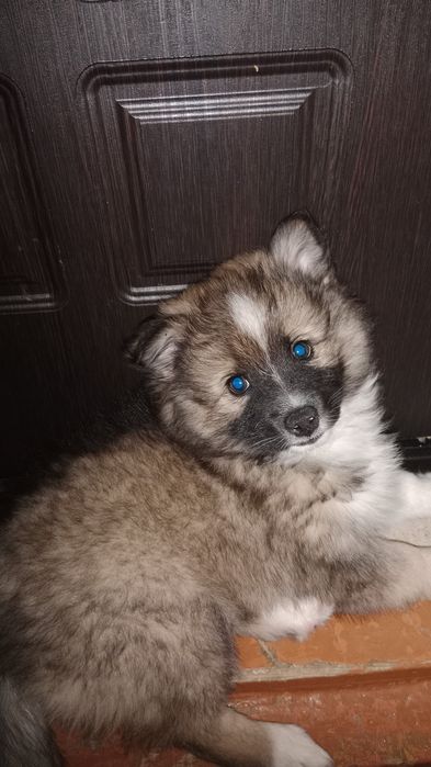 Продам щенка японский шпиц!