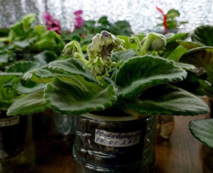 Продам детки сортовых фиалок, глоксиний