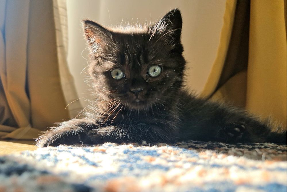 Fetita British Shorthair Chocolate cauta familie ,culoare rara