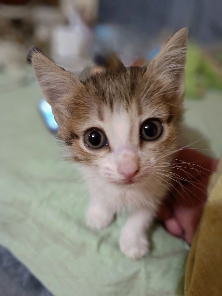 Отдадим котят в добрые руки.