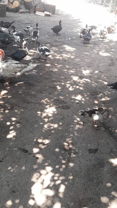 Vand rate mute de anul asta