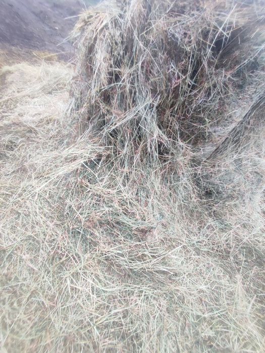 Vând baloti de fân