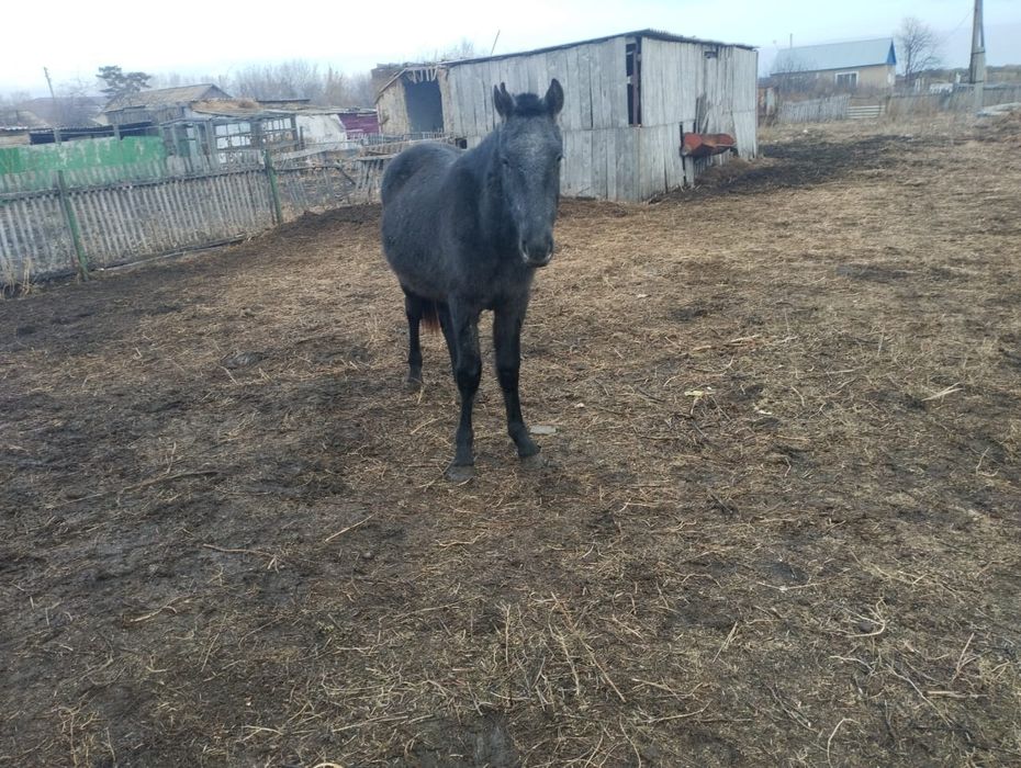 Полукровка рысак иноходец