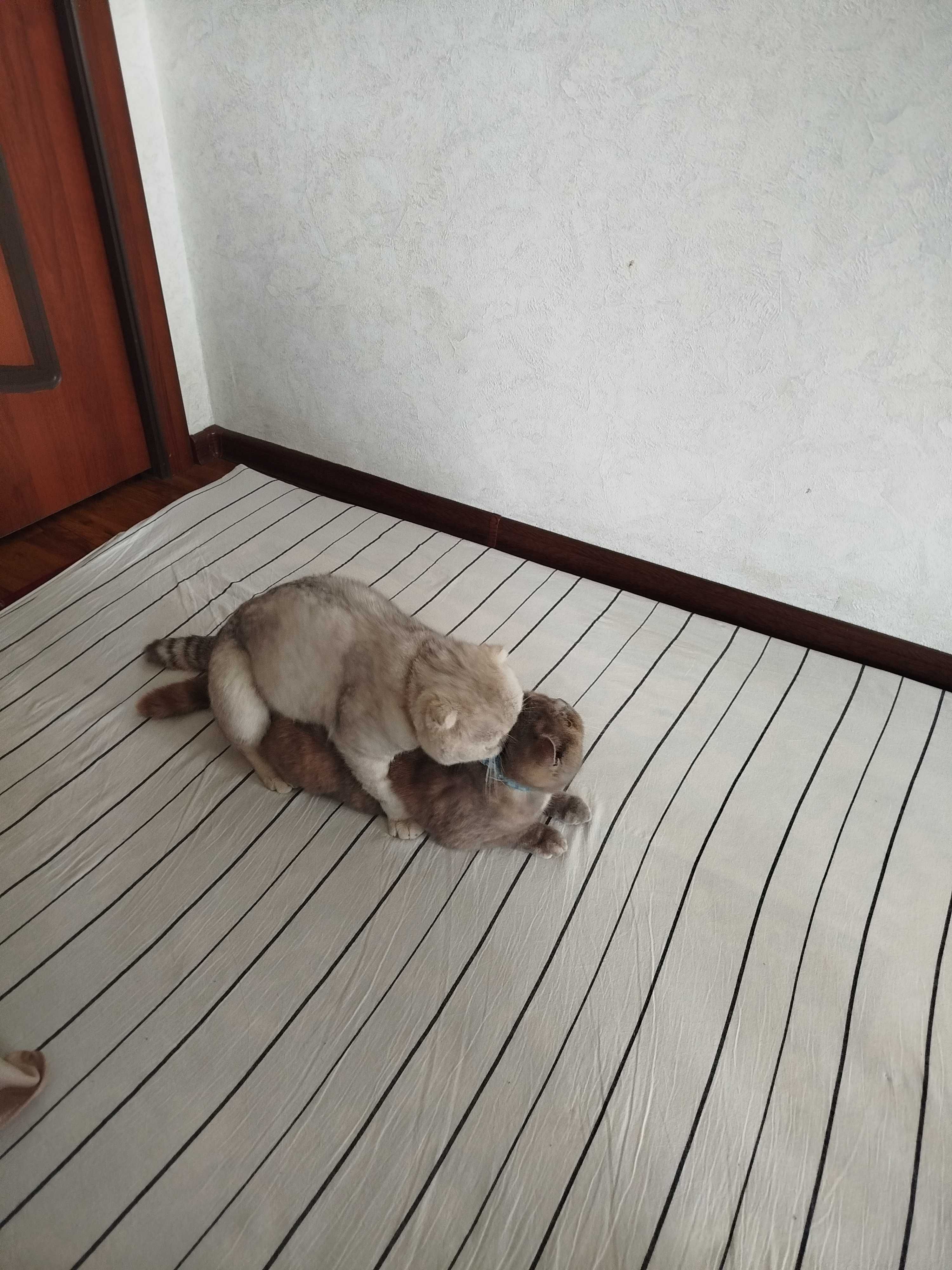 Вязка скотиш фолд Серебристая шиншилла .кот НЕ ПРОДАЁТСЯ.