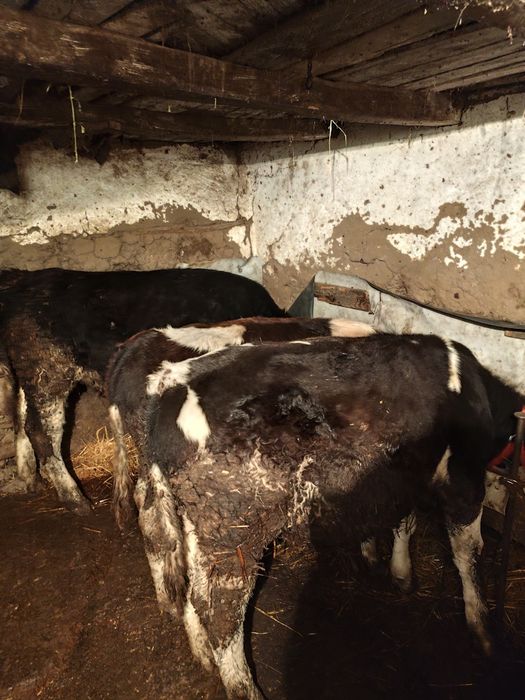 Vând trei tăurași