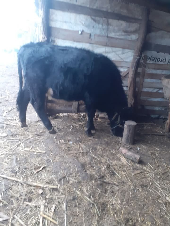 Junica angus de vânzare