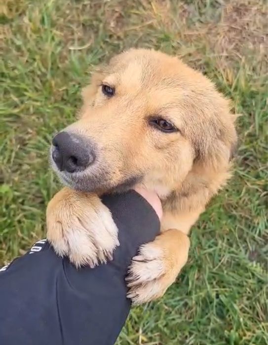 Catelusa pentru adoptie