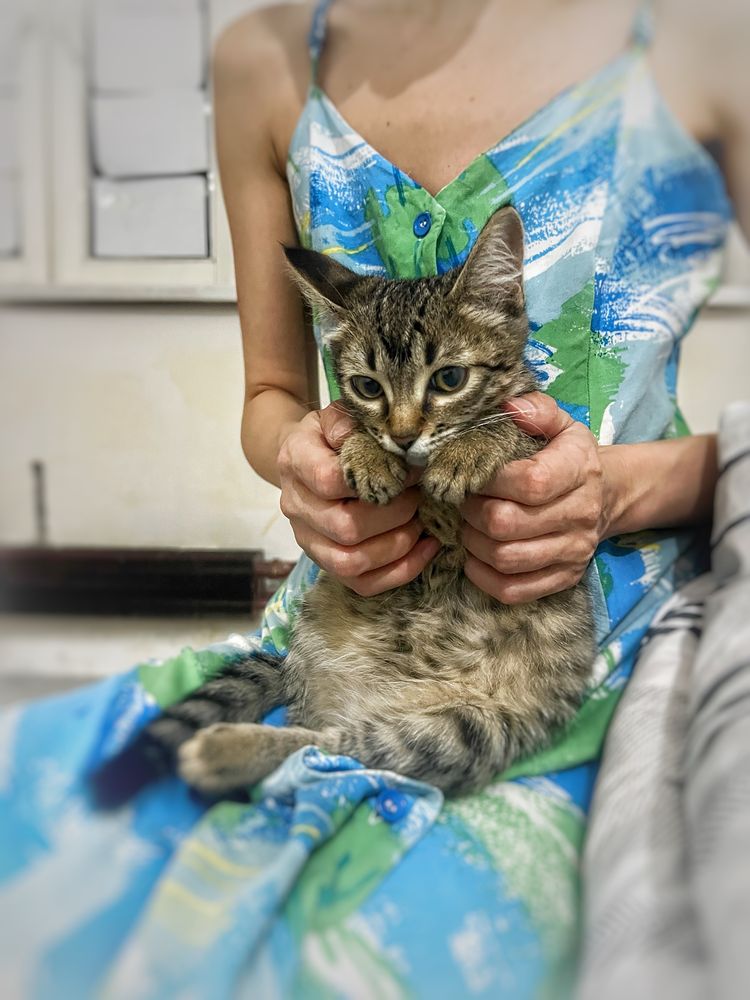 Котенок девочка 3 месяца