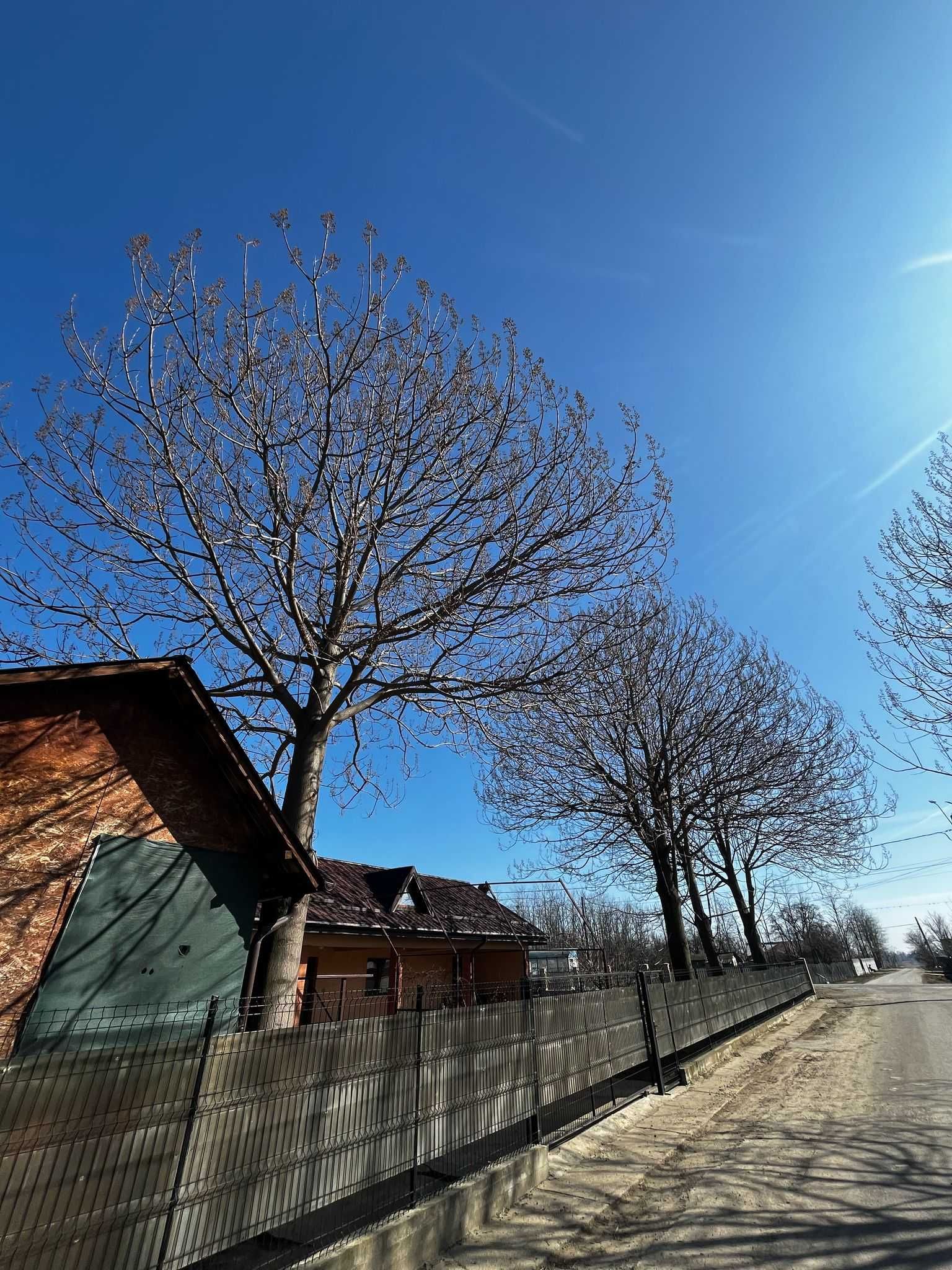 4 Buc Arbore Pawlonia pentru mobila