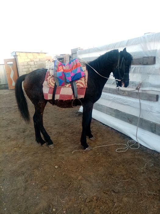 Тай сатылады. Полкров