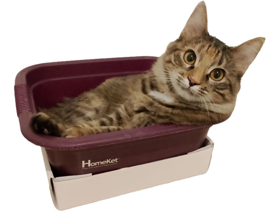 Мысық ұрғашы тегін беріледі.