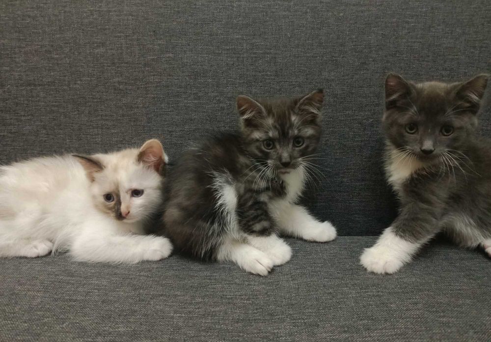 Котята полтора месяца