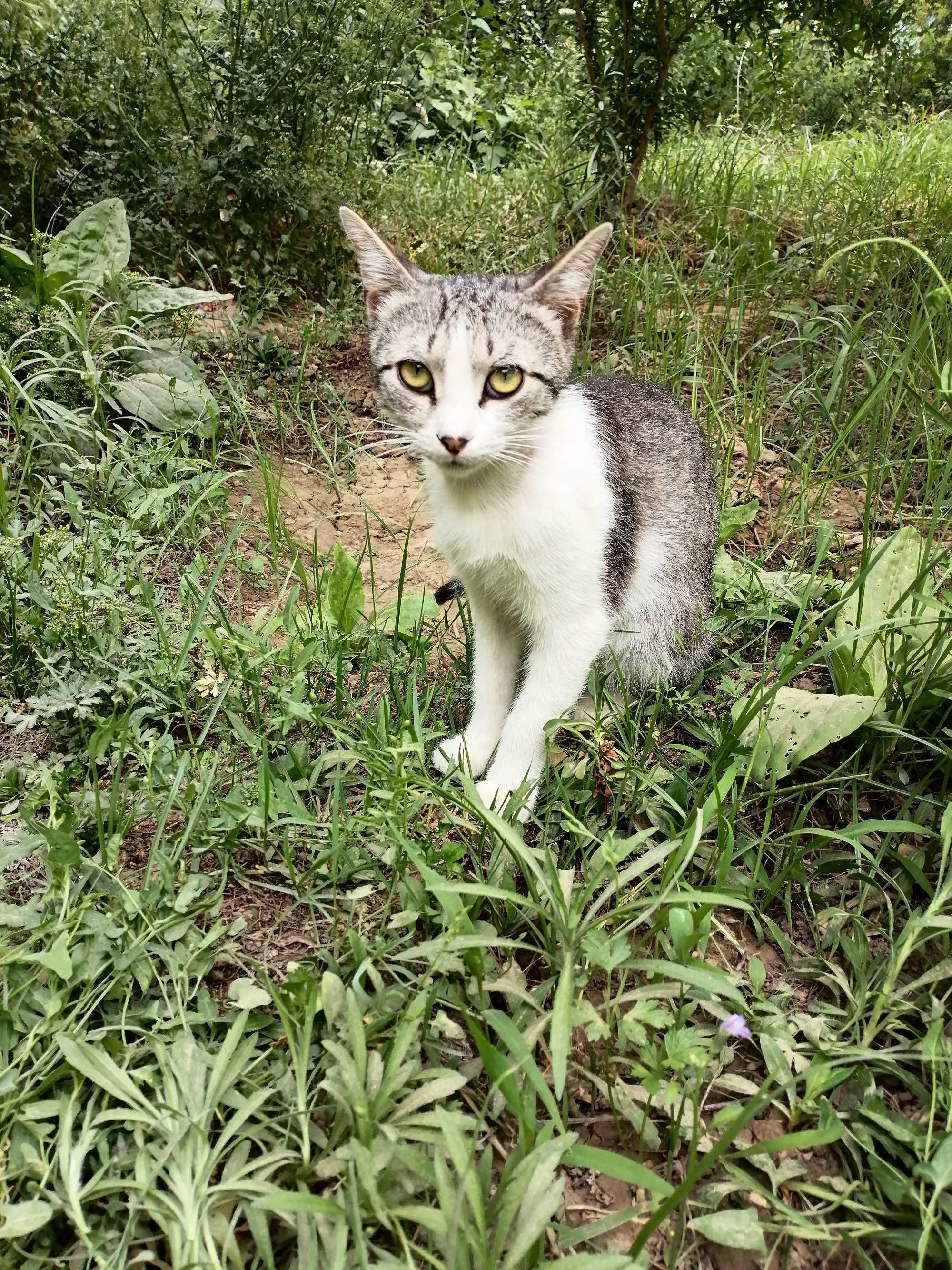 Продаётся котёнок