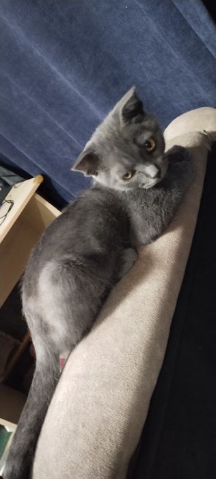 Отдадим котенка.