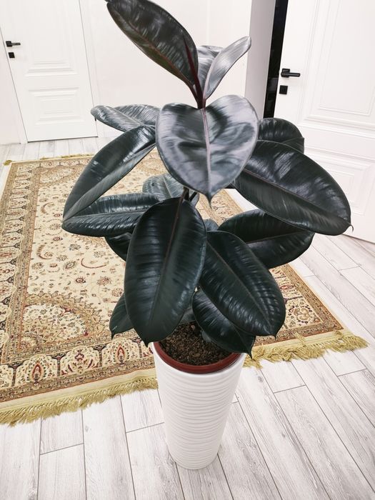 Домашние цветы, доставка