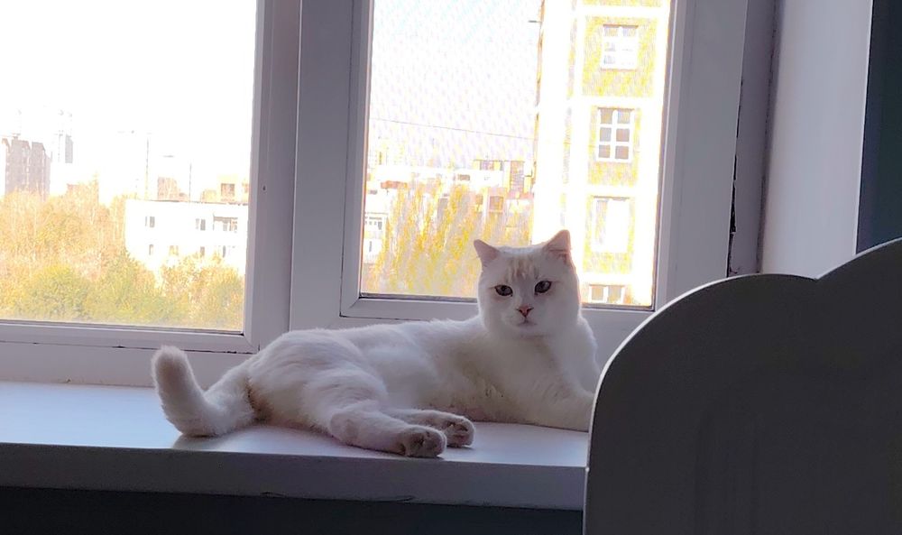 Отдам кота 10 месяцев