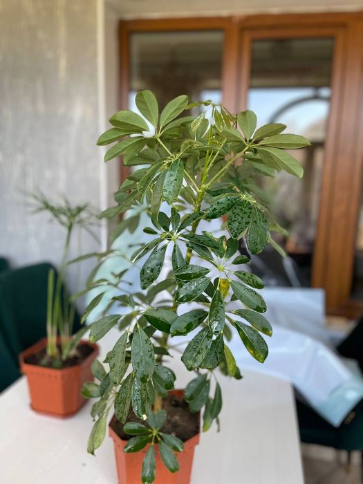 Комнатный цветы разных видов