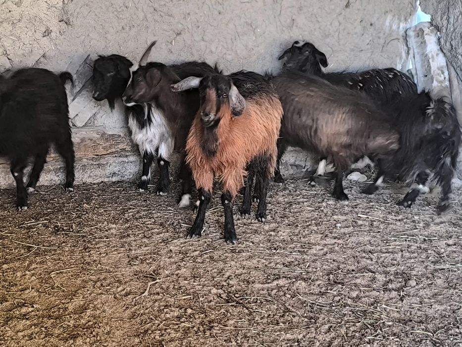 Echki sotiladi bugʻuz