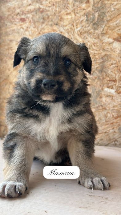 Пристраиваются милые щенки