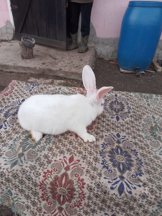 Vând Iepuri Hicole francezi și Uriași de Transilvania