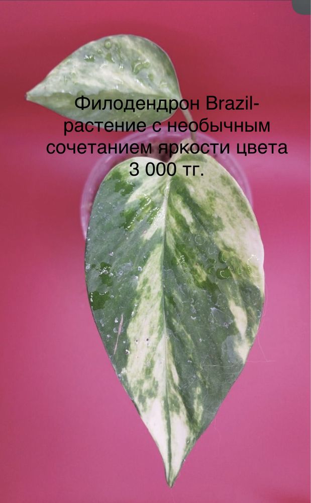 ЗЕНЗИ замиокулькас, сорт; САНСЕВЕРИЯ;комнатные растения в новом кашпо
