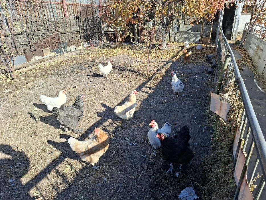 Продам куры домашний