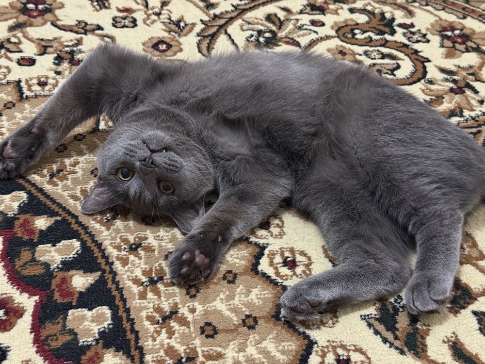 Кот для вязки. Скоттиш страйт