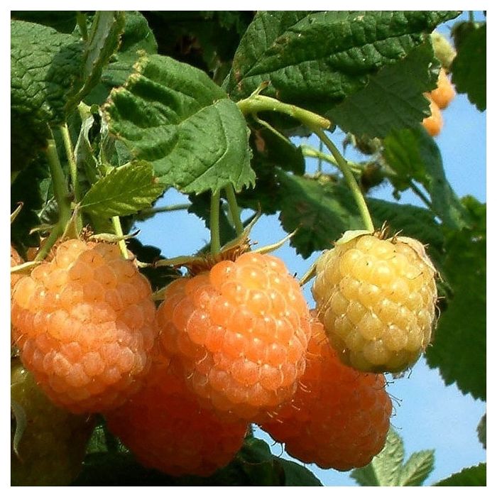 Arbusti fructiferi zmeur galben 4 soiuri