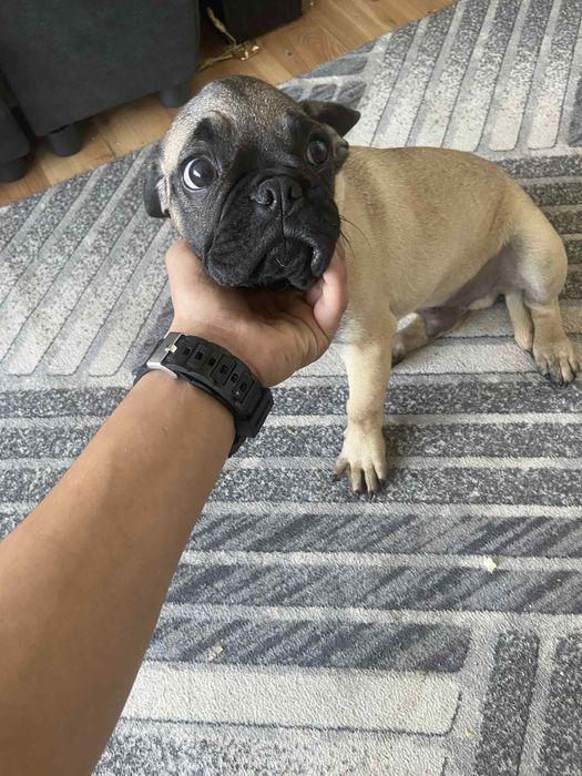 Мопс на 6 месеца мъжко