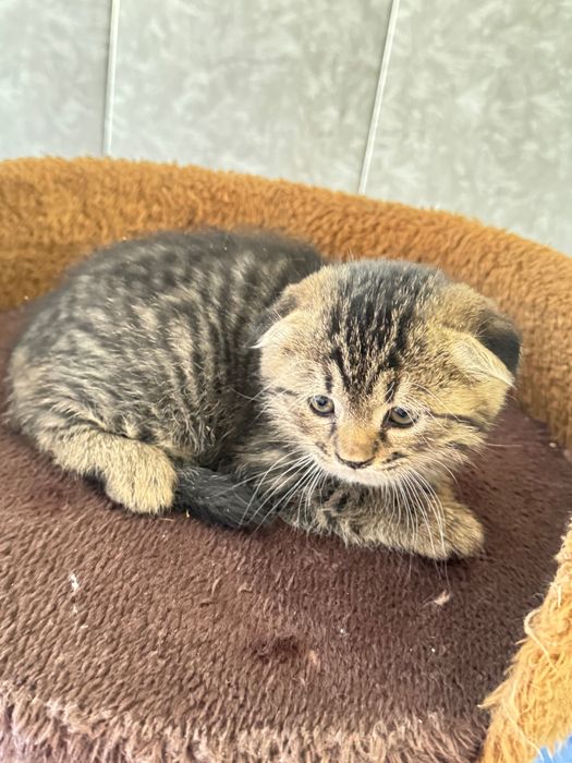 Котенок скотиш фолд