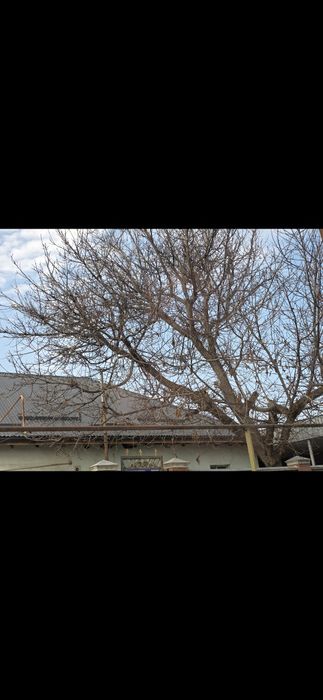 Пилю дрова качественно