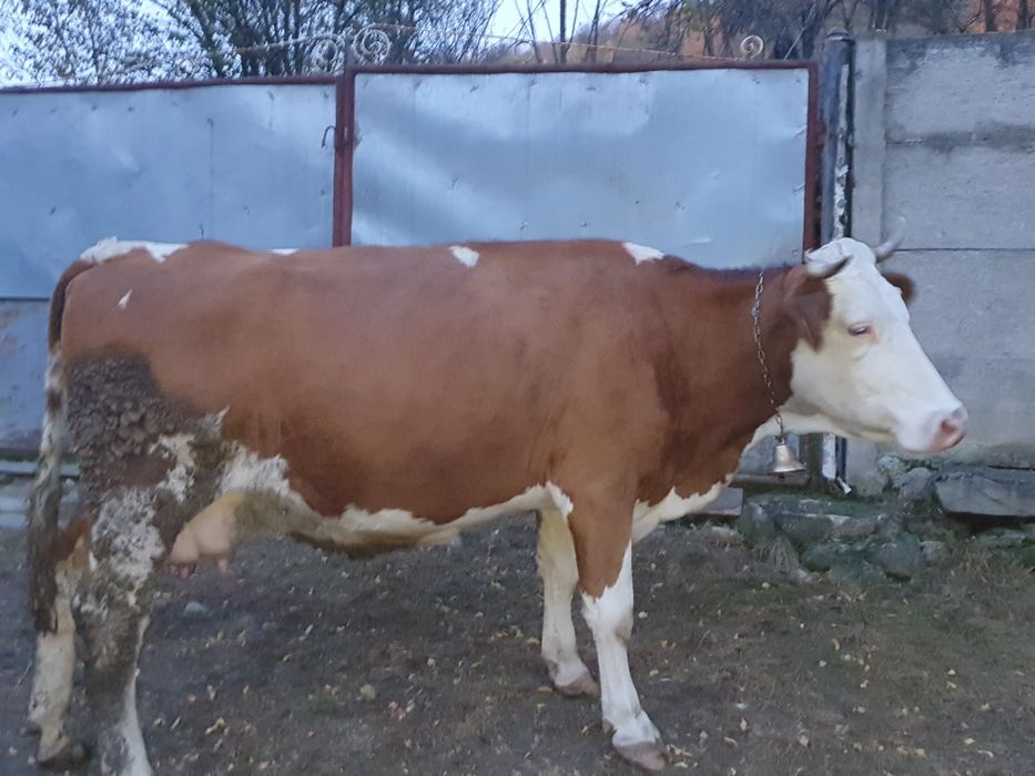 Vând vaca de lapte este gustata