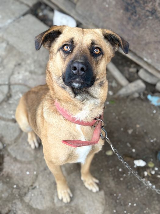 Boss,metis Malinois–blând,devotat și foarte inteligent,caută familie