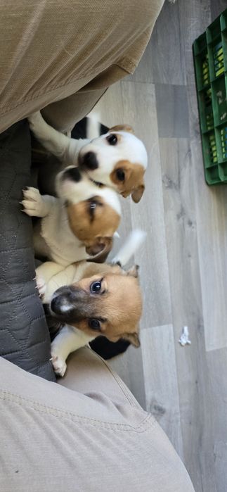 Продавам малки Джак ръсели