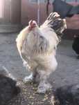 Vand Oua brahma HD albastru