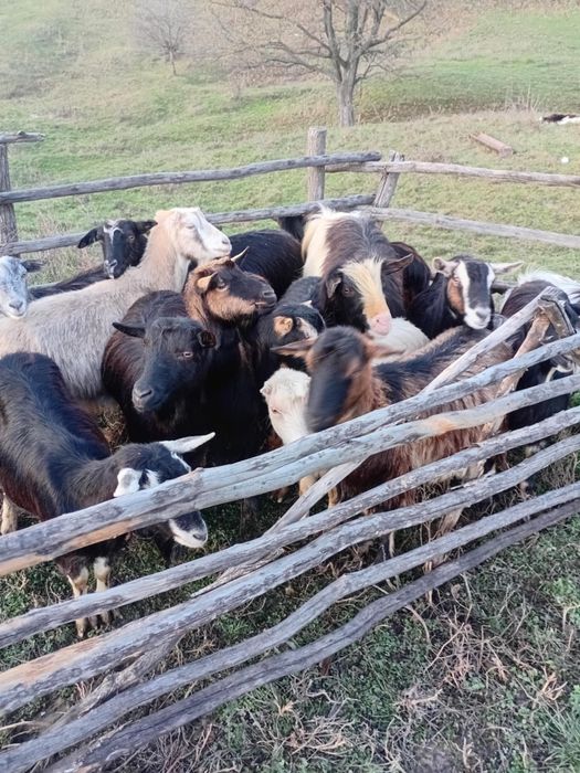 Vând 15 capre și un țap